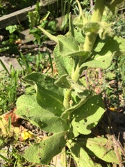 Verbascum