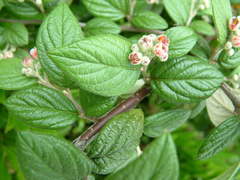 Cotoneaster sternianus