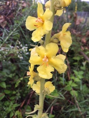 Verbascum