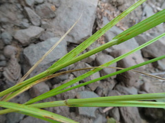 Carex cumulata