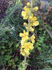 Verbascum