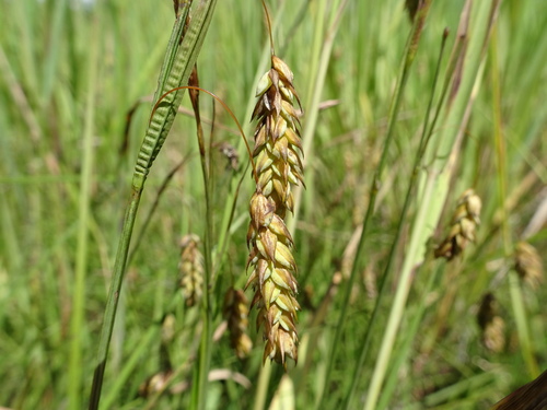 Carex X connectens