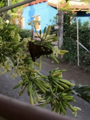 Nascus phocus