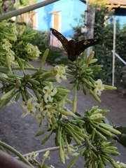 Nascus phocus