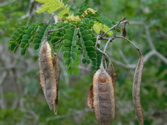 Mimosa bahamensis