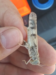 Dissosteira spurcata