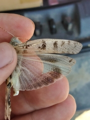 Dissosteira spurcata