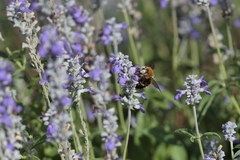 Xylocopa phalothorax