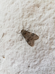 Lepidoptera