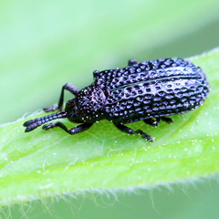 Microrhopala excavata