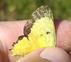 Colias occidentalis