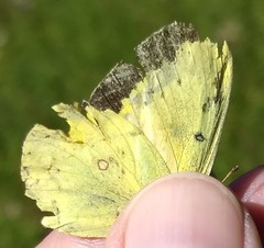 Colias occidentalis