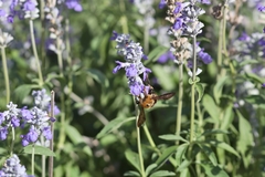 Xylocopa phalothorax
