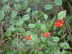 Cotoneaster sternianus