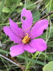 Sabatia gentianoides