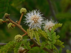 Mimosa bahamensis