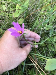 Sabatia gentianoides
