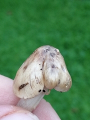 Psathyrella