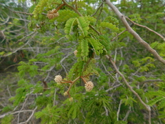 Mimosa bahamensis