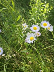 Erigeron annuus