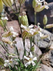 Silene douglasii douglasii