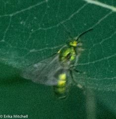 Augochloropsis viridula