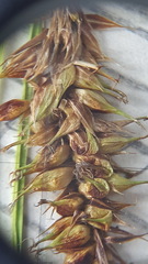 Carex utriculata