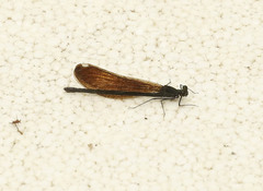 Calopteryx maculata