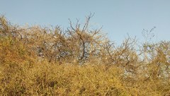 Amphilophium carolinae