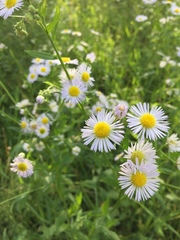 Erigeron annuus