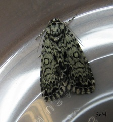 Acronicta heitzmani