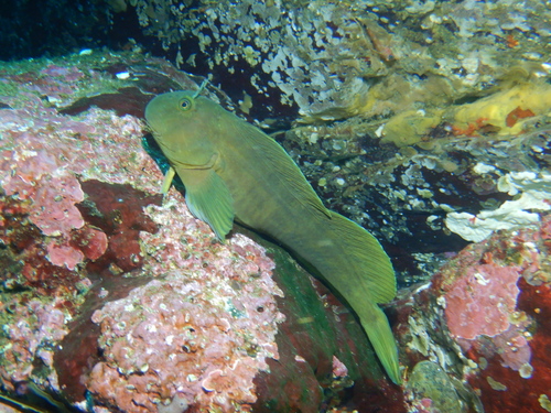 Giant Green Blenny