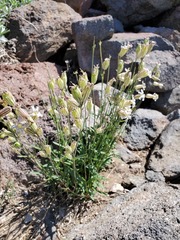 Silene douglasii douglasii