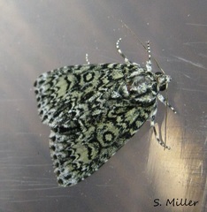 Acronicta heitzmani