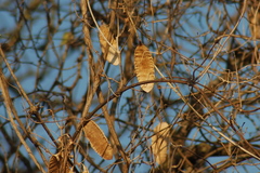 Amphilophium carolinae