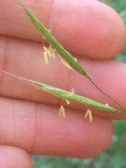 Bromus carinatus