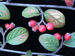 Cotoneaster sternianus