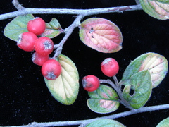 Cotoneaster sternianus