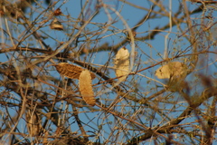 Amphilophium carolinae