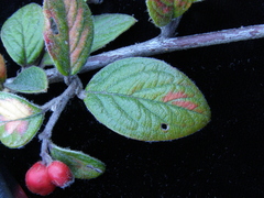 Cotoneaster sternianus