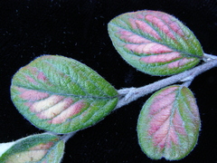 Cotoneaster sternianus