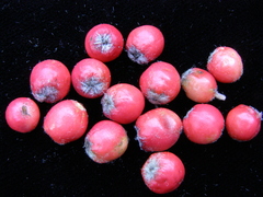 Cotoneaster sternianus