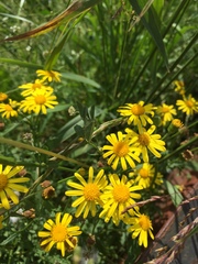 Senecio squalidus rupestris