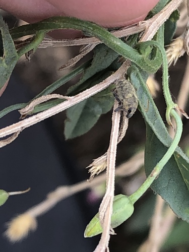 Lesser Knapweed Flower Weevil photo 2