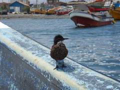 Cinclodes nigrofumosus