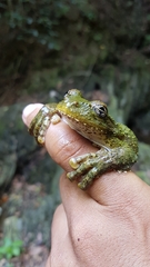 Osteopilus vastus
