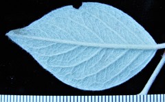 Cotoneaster sternianus