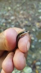 Diploglossidae