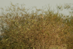 Saltatricula multicolor