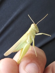 Melanoplus packardii